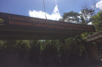 KIntamani Kopi