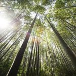 Important Lessons From The Chinese Bamboo
