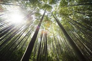 Important Lessons From The Chinese Bamboo