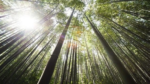 Important Lessons From The Chinese Bamboo