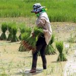 Eranya Disrupsi, Bagaimana dengan Sektor Pertanian?