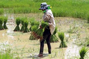 Eranya Disrupsi, Bagaimana dengan Sektor Pertanian?